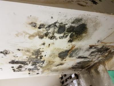 Mould Damage