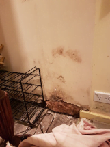 Mould Damage Restoration