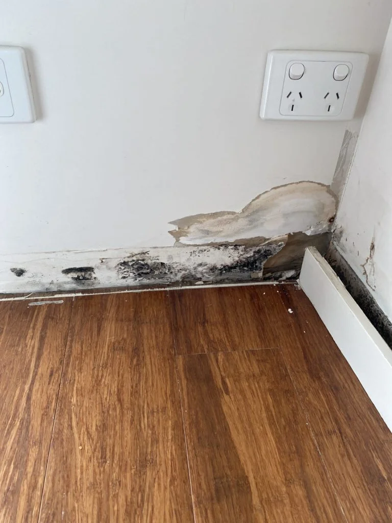 Mould behind skirting board
